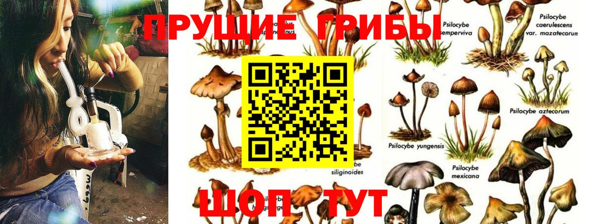 Ноябрьск  Псилоцибиновые грибы прущие грибы  Вход с VPN  Галлюциногенные грибы Psilocybine cubensis 